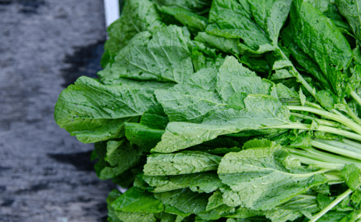 7 receitas com folha de mostarda para quem gosta de novos sabores 1 receitas com folha de mostarda 01